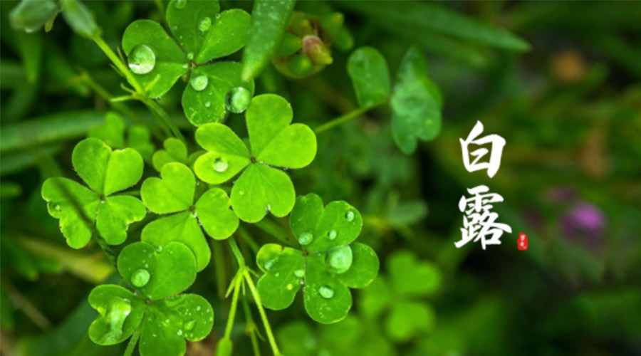 白露時節(jié)！ 金環(huán)電器提醒大家要注意這些事項